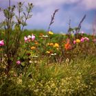 Les fleurs d’Automne 