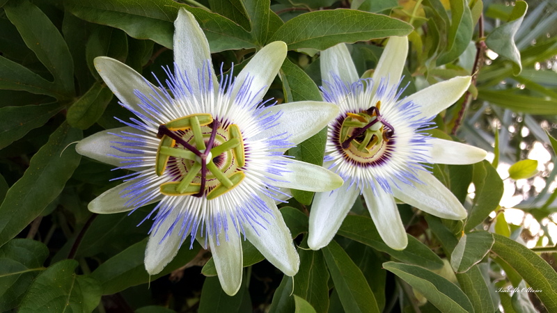 Les fleurs