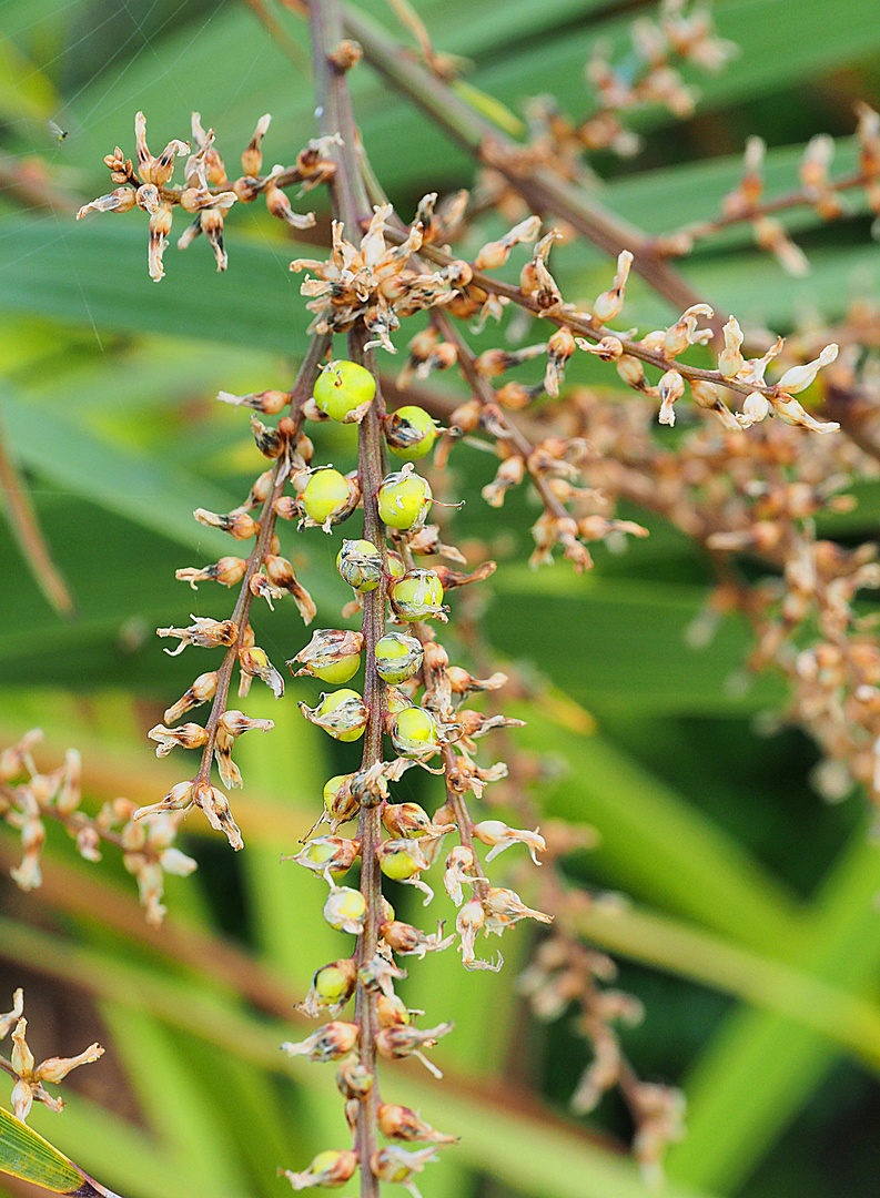 Les fleurs de cordyline se transforment en baies