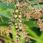 Les fleurs de cordyline se transforment en baies