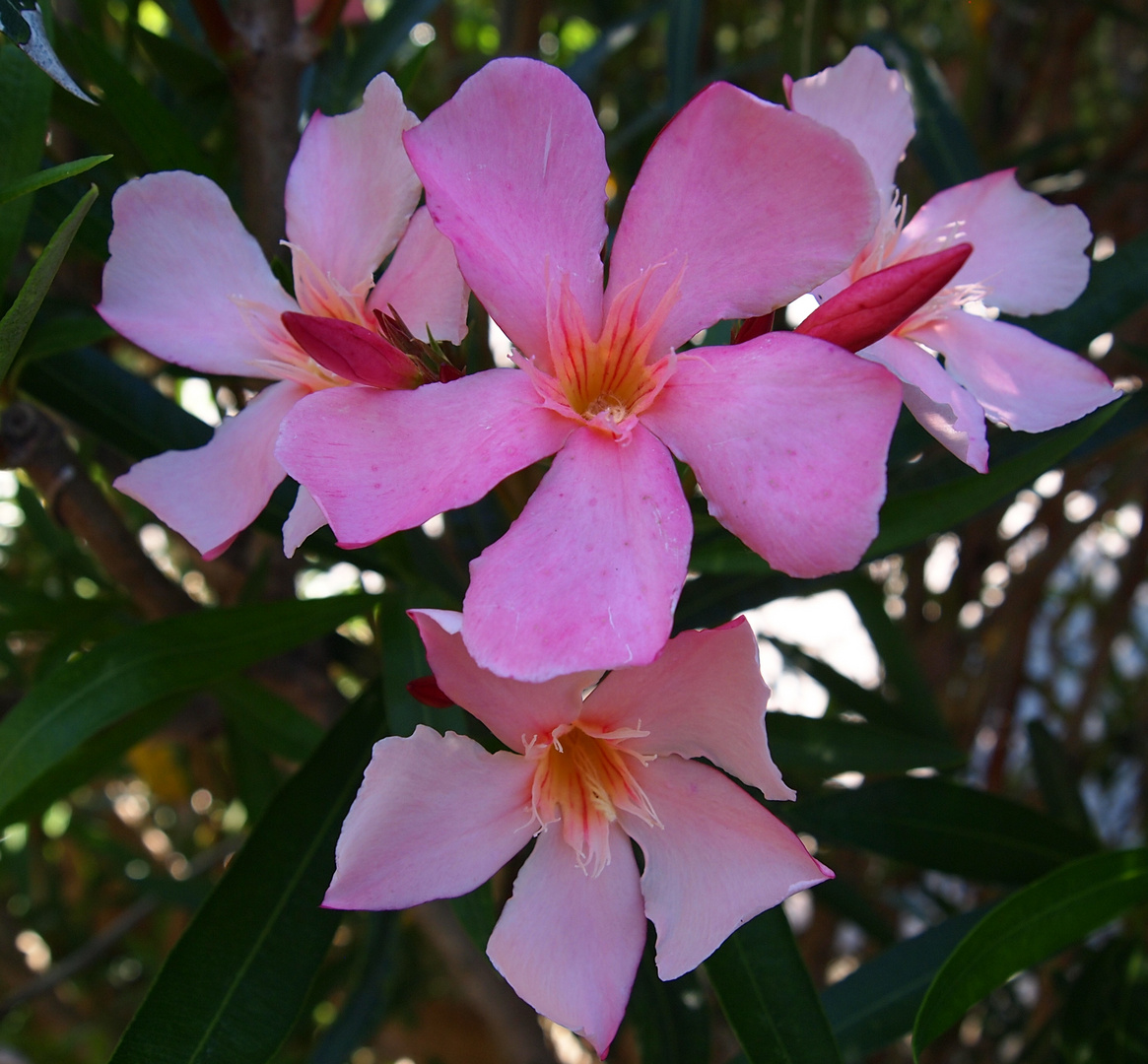 les fleurs de l ètè