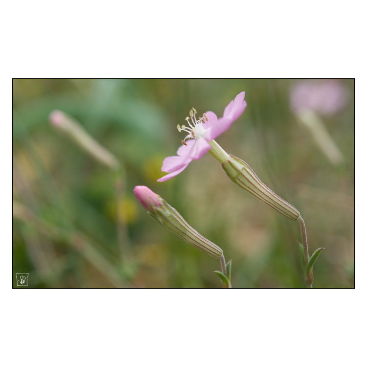 les fleurs de la corse #7