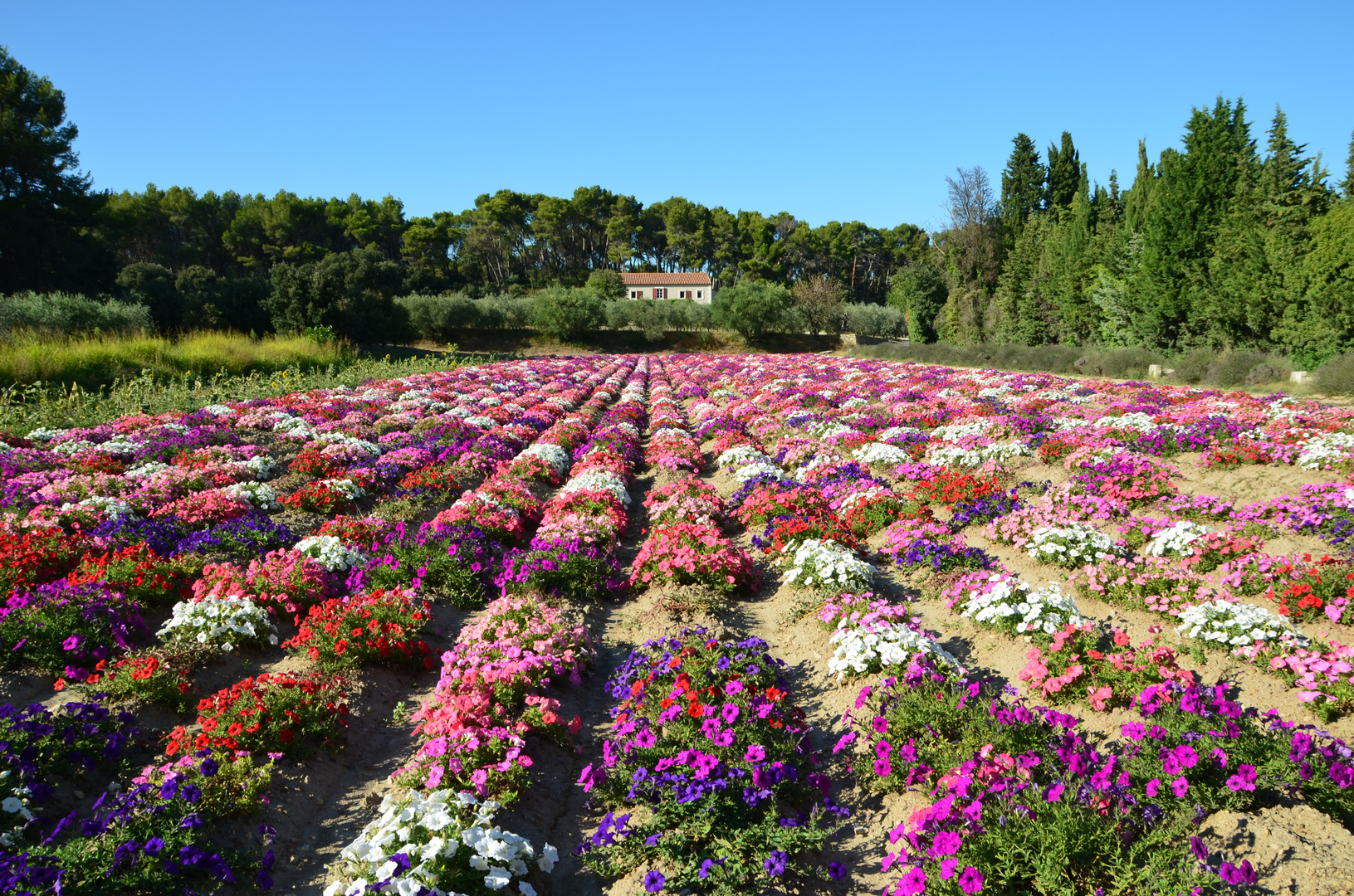 Les Fleurs de la Provence