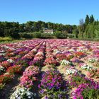 Les Fleurs de la Provence