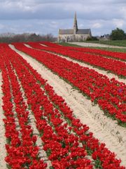 Les fleurs de la Pte de la Torche