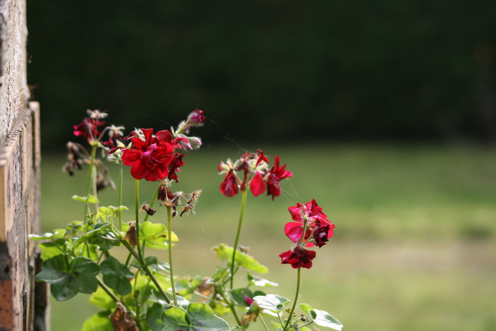 Les fleurs de la voisine 3