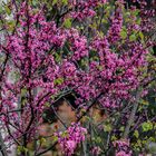 Les fleurs de l'arbre de Judée