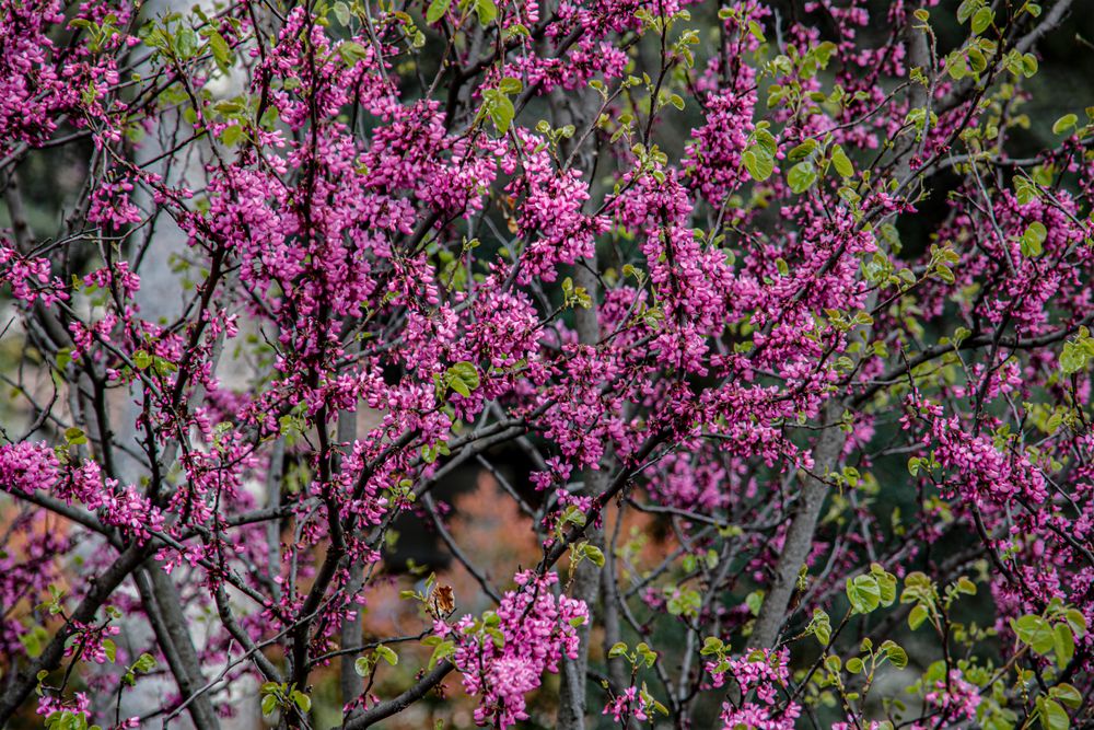 Les fleurs de l'arbre de Judée