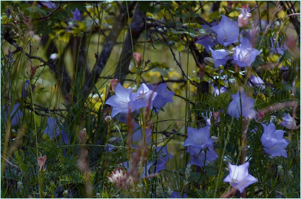 * les fleurs de l'été *