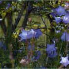 * les fleurs de l'été *