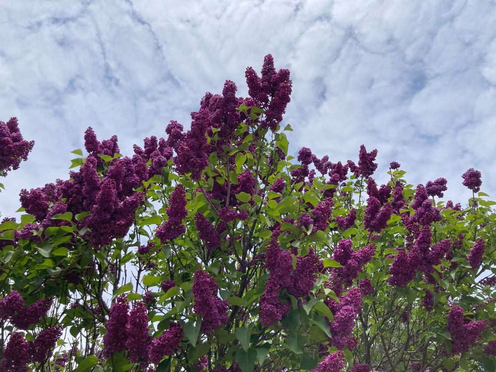 Les Fleurs de Losanna I