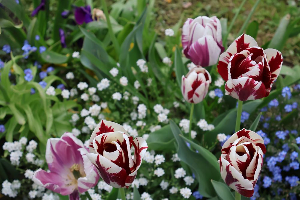 Les Fleurs de Losanna II