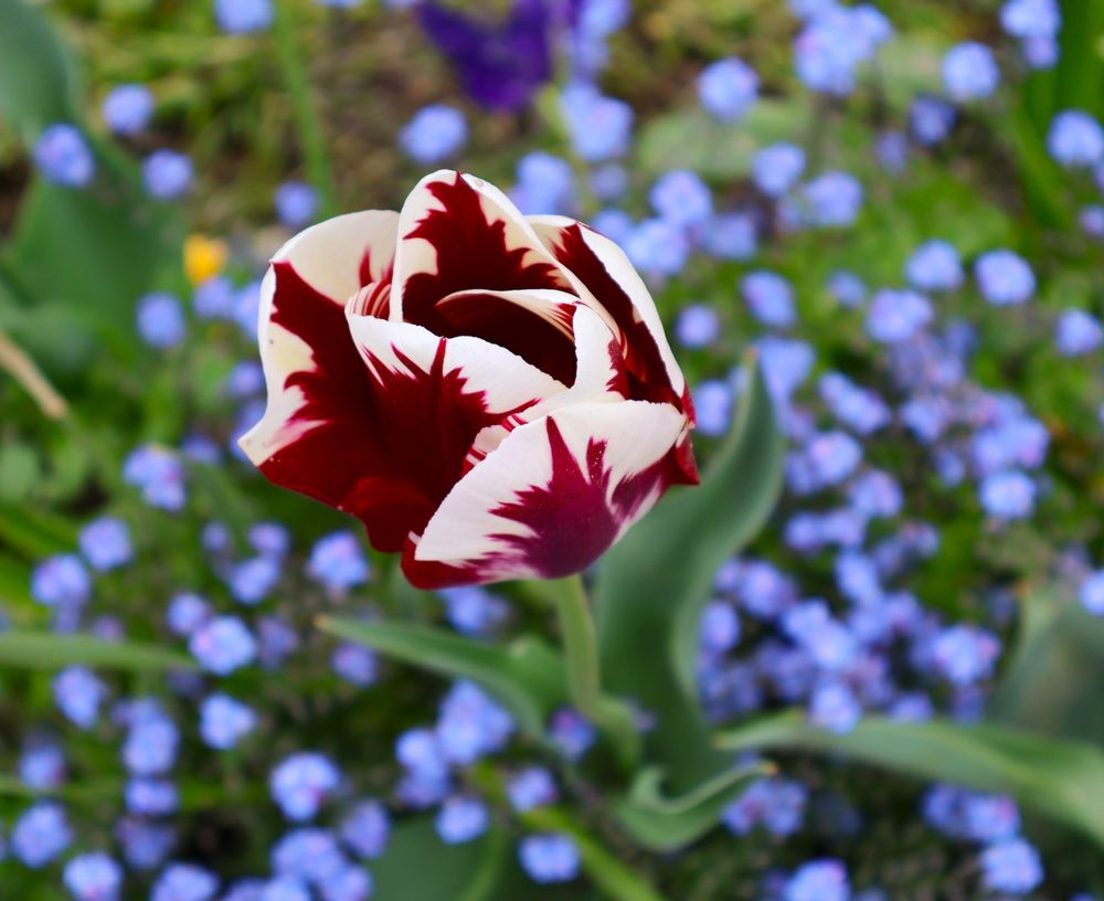 Les Fleurs de Losanna III