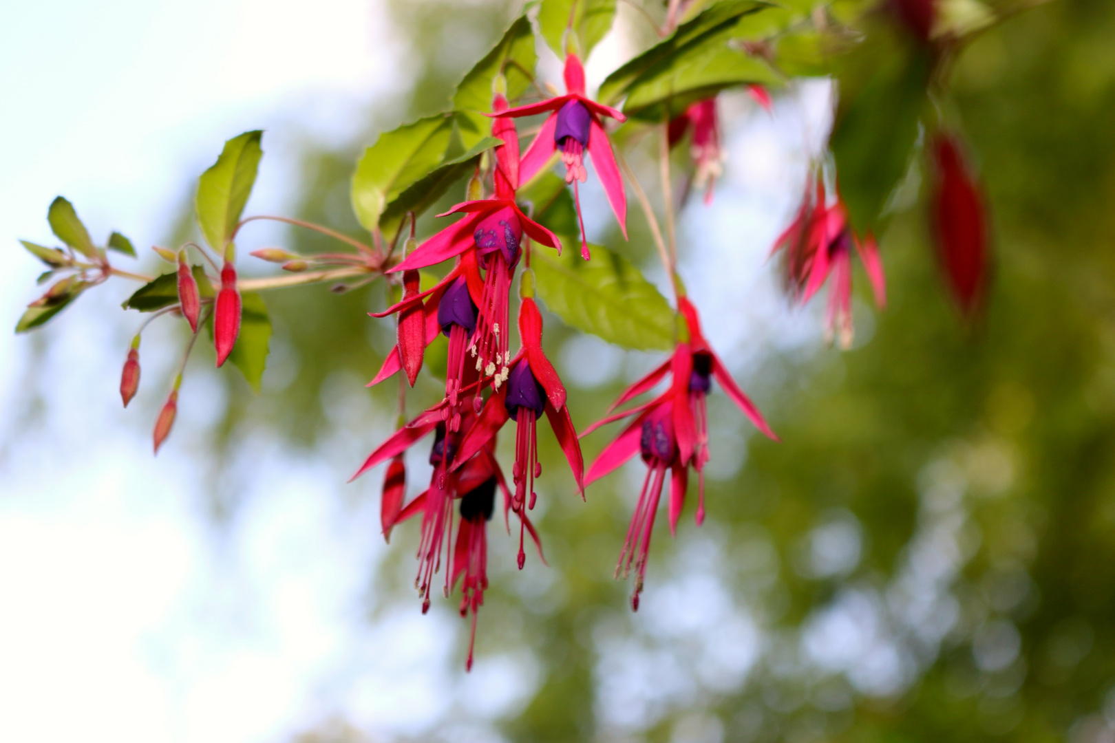 Les fleurs de mon jardin