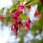 Les fleurs de mon jardin