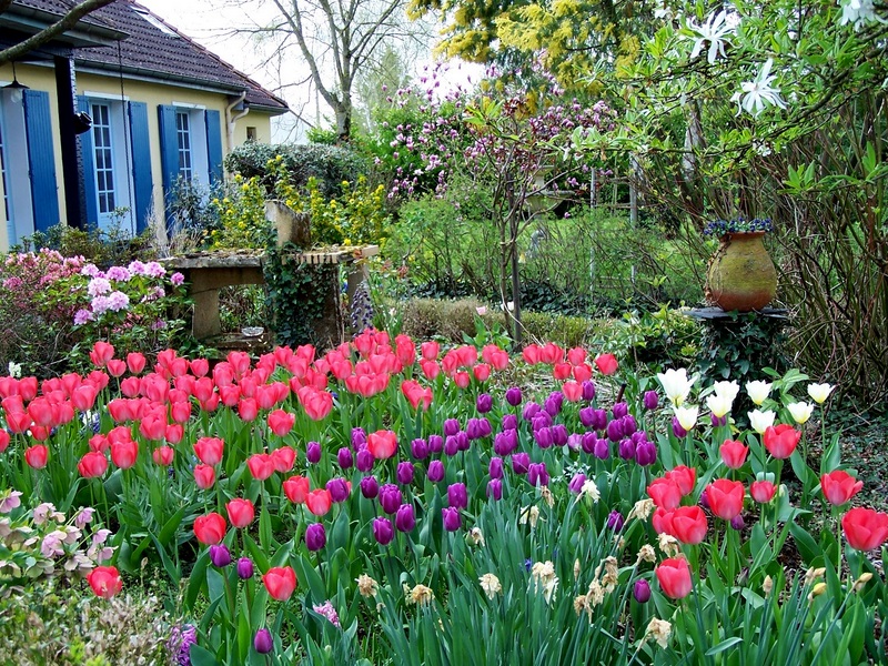 LES FLEURS DE MON JARDIN