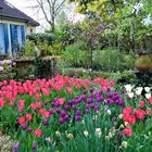 LES FLEURS DE MON JARDIN