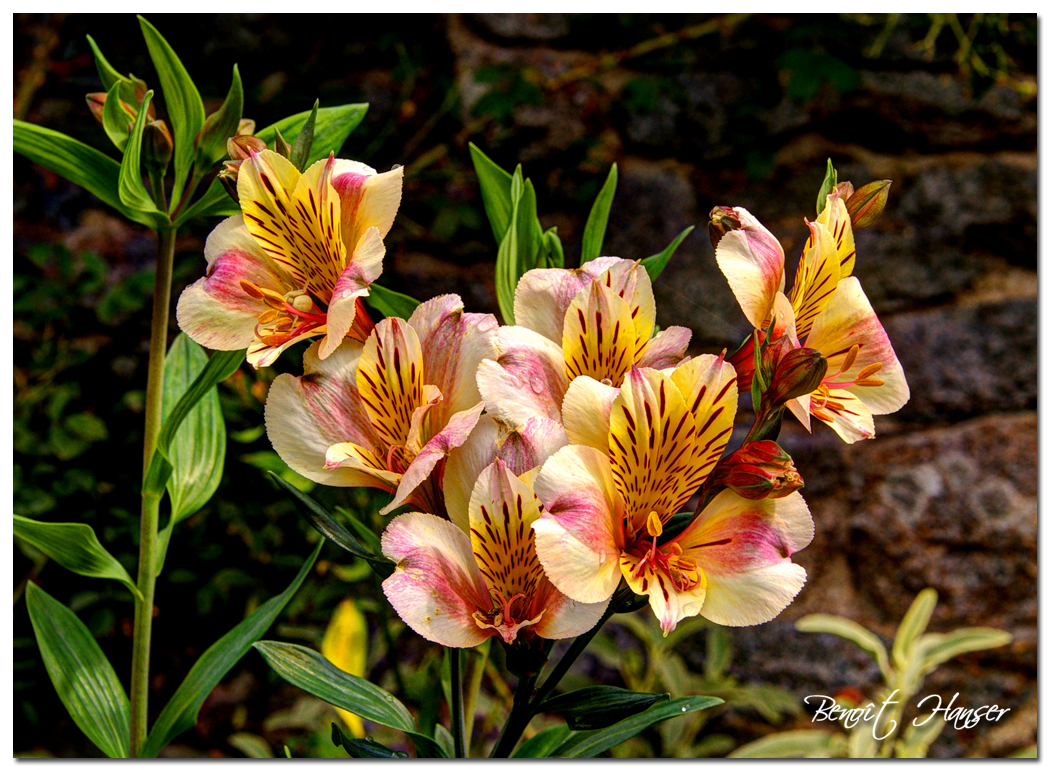 Les fleurs de mon jardin