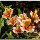 Les fleurs de mon jardin