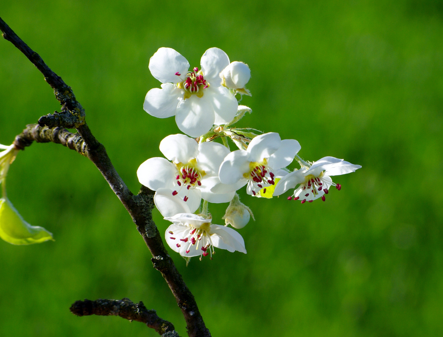 Les fleurs de poirier