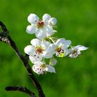 Les fleurs de poirier