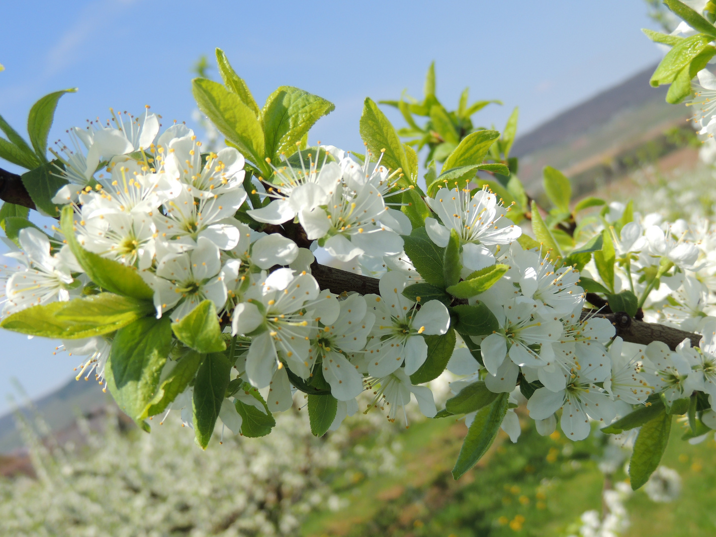 Les fleurs de printemps