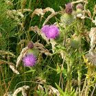 Les fleurs des champs