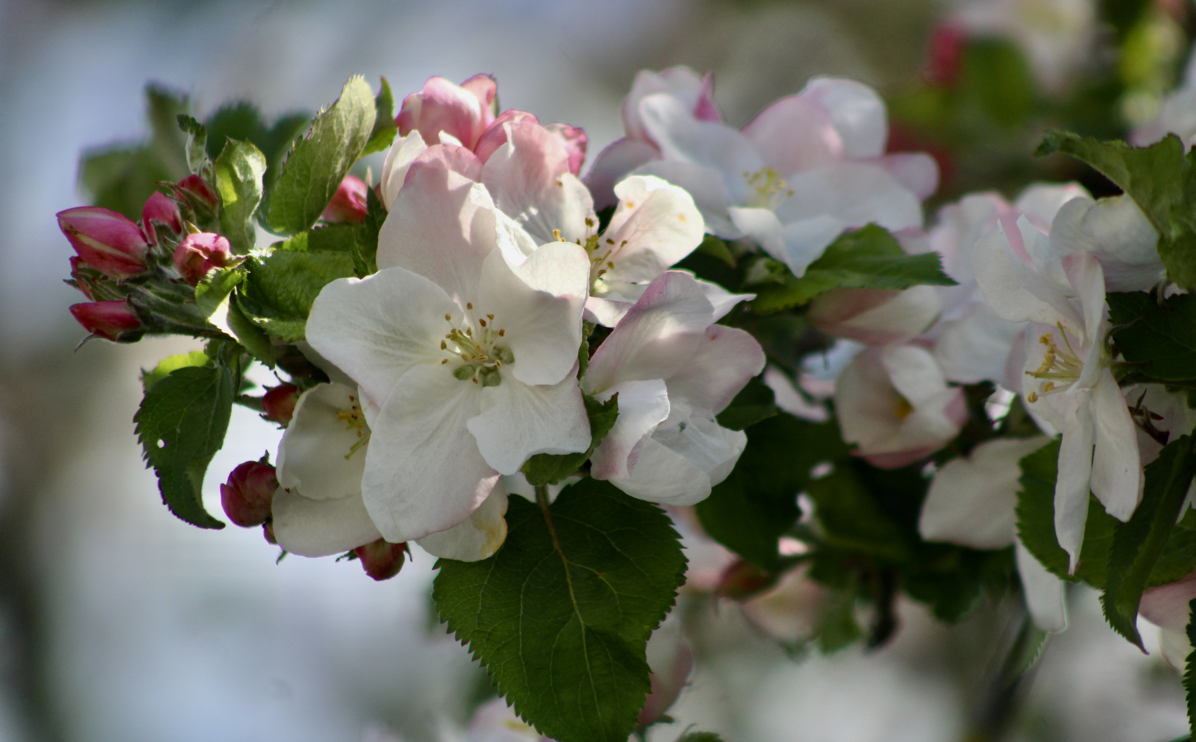 ...les fleurs des pommier!!!...