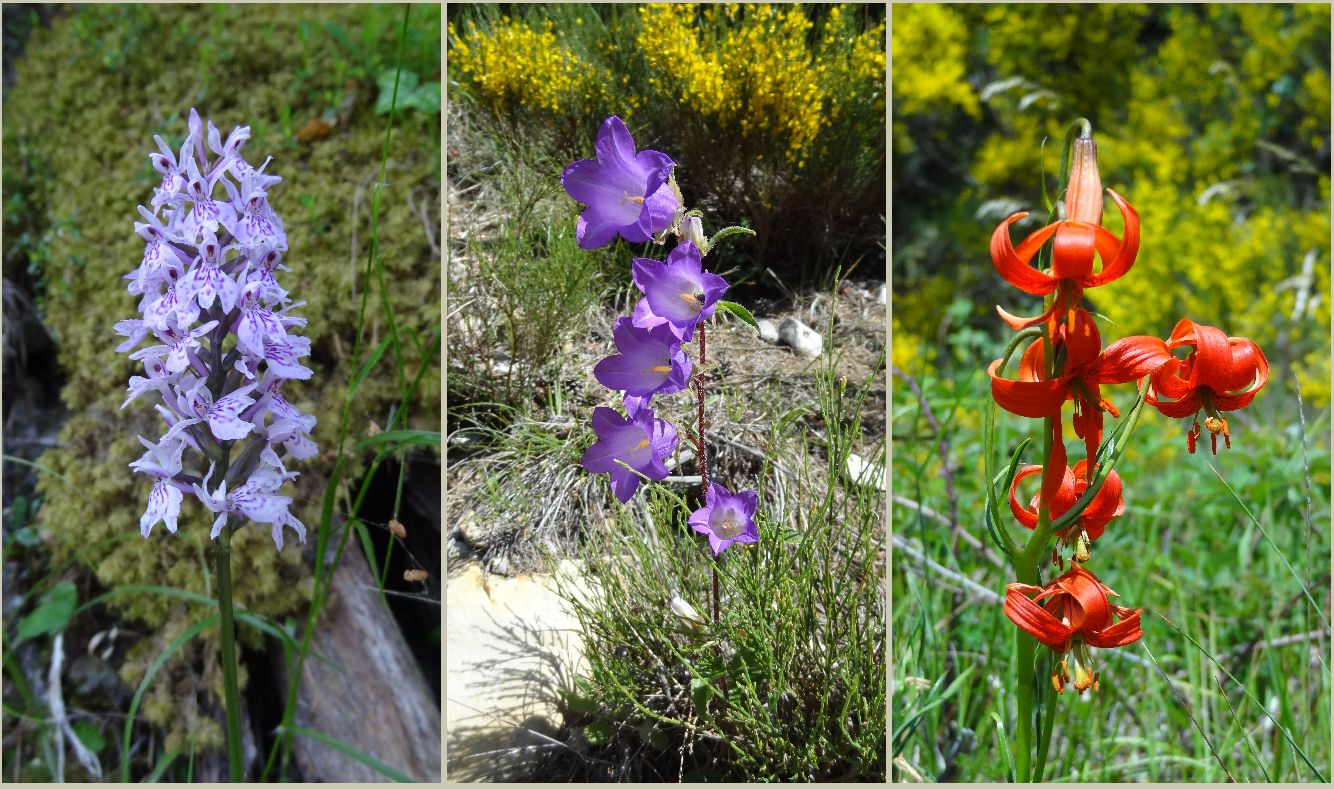 Les fleurs des préalpes du sud