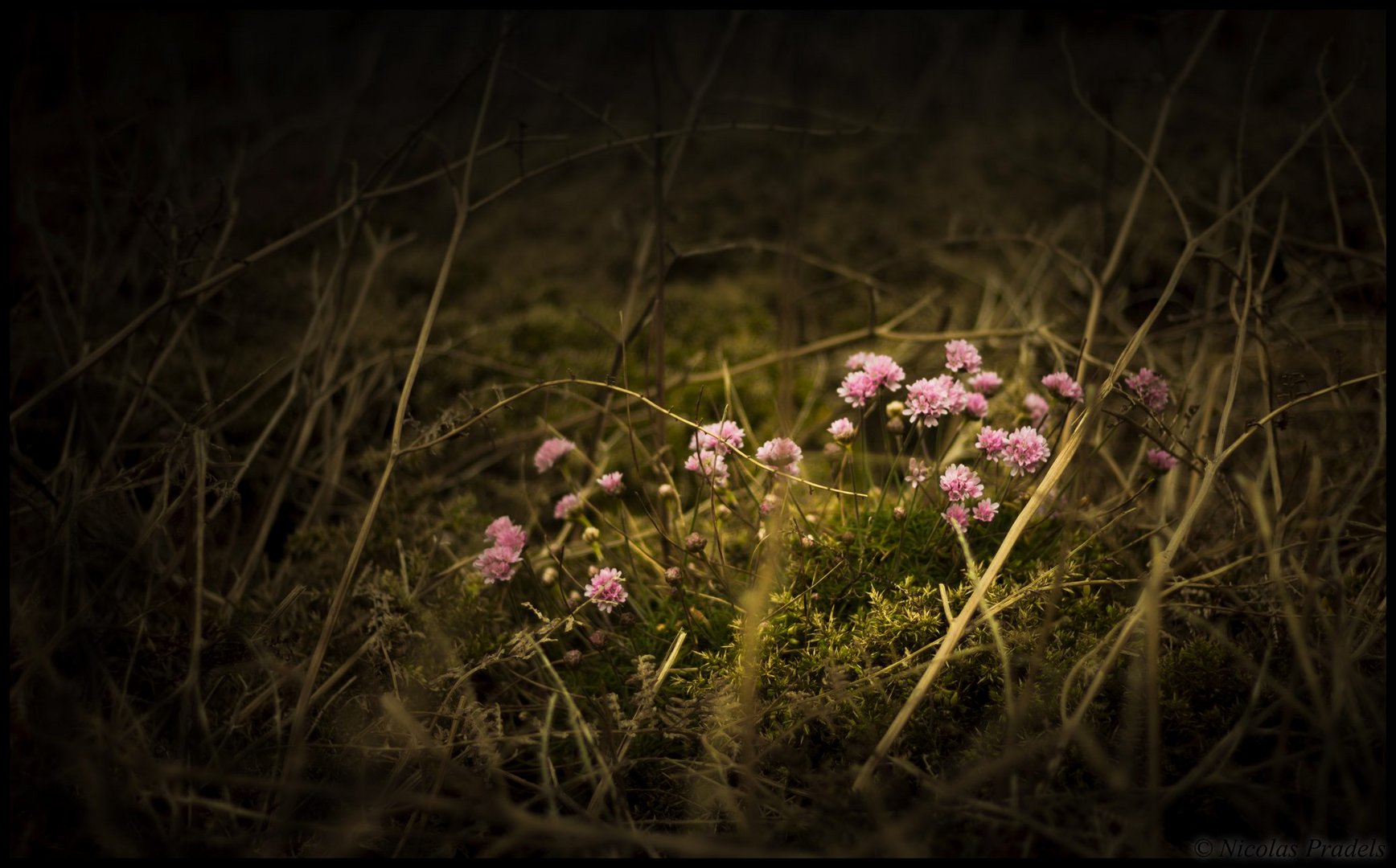 Les fleurs du bout du monde -Finistère-