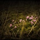 Les fleurs du bout du monde -Finistère-