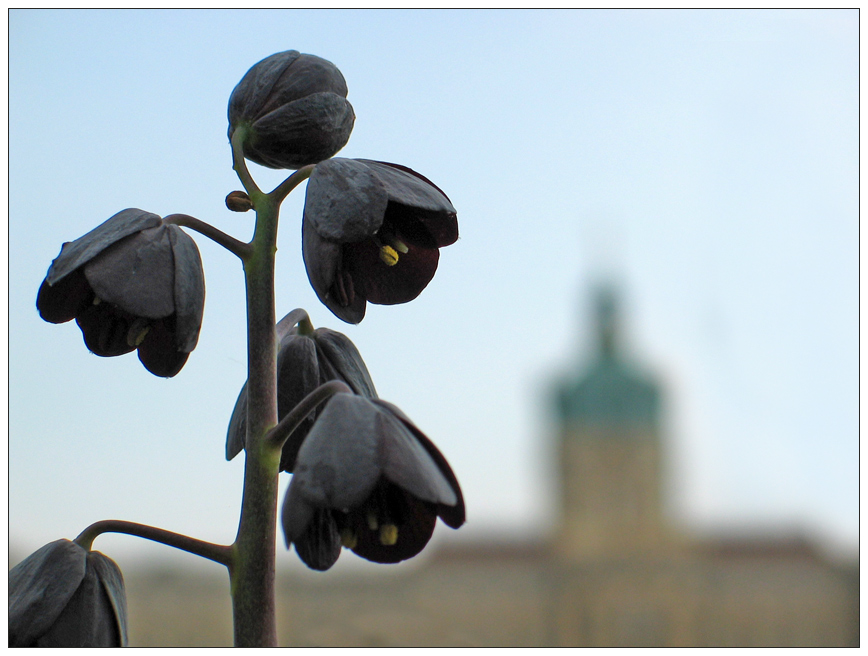 les fleurs du mal