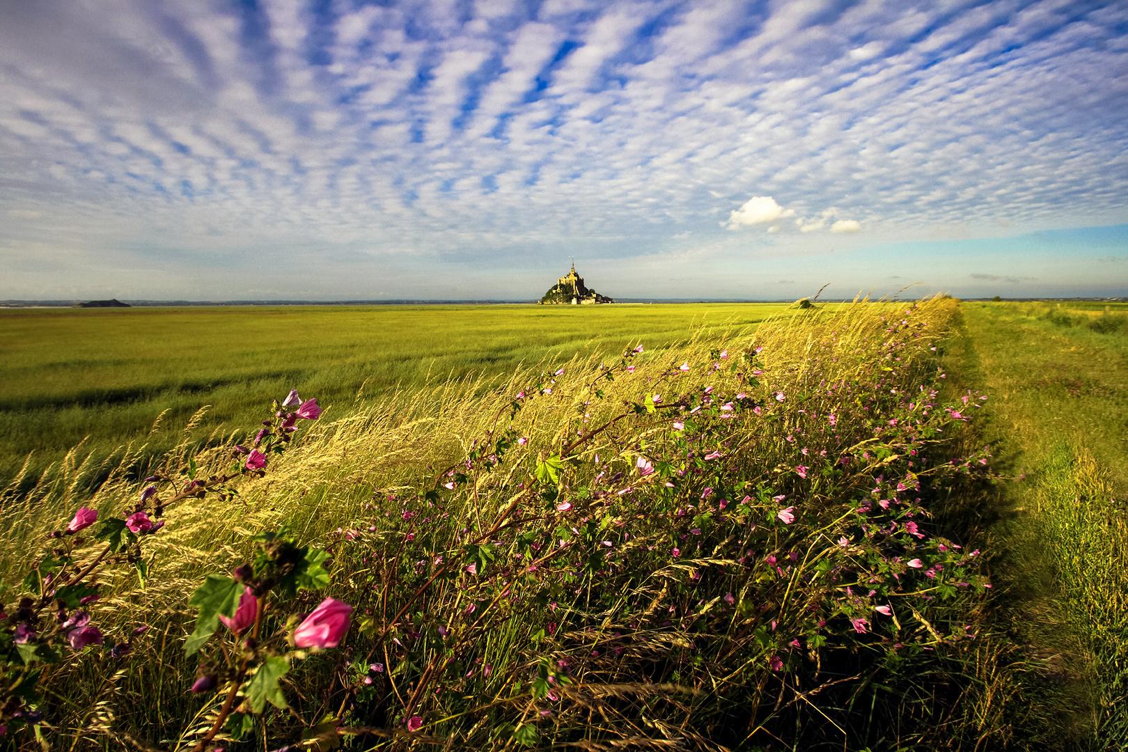 ~ Les fleurs du Mont Saint-Michel ~