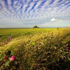 ~ Les fleurs du Mont Saint-Michel ~