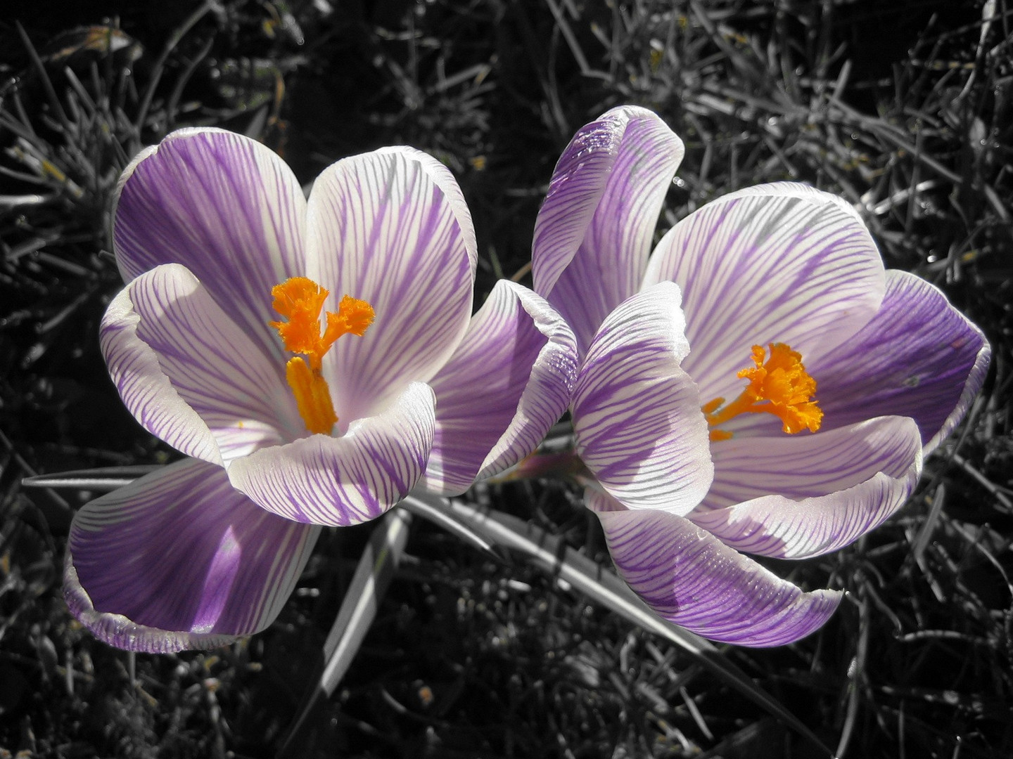 les fleurs du printemps