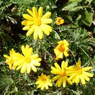 Les fleurs du soleil