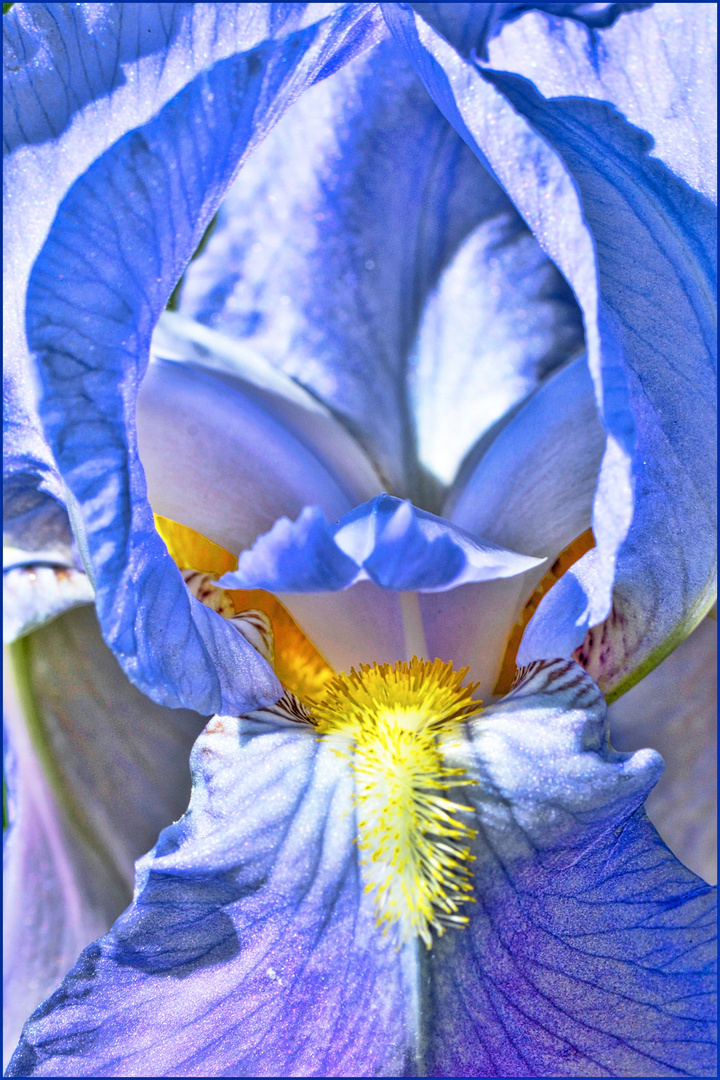 Les fleurs elles aussi nous observent.