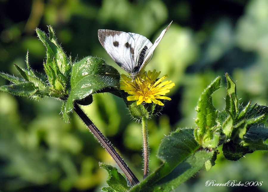 les fleurs et le papillon blanc