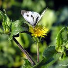 les fleurs et le papillon blanc