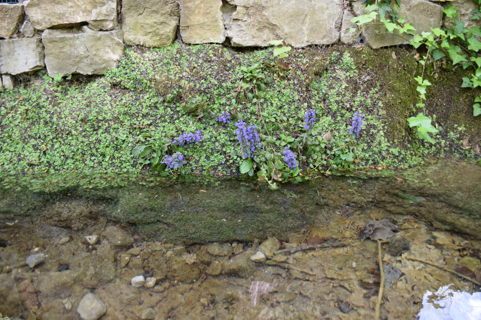 les fleurs et le reflet