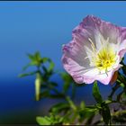 Les fleurs, j'aime beaucoup en photo, mais pour l'identification... quelqu'un peut m'aider svp ?