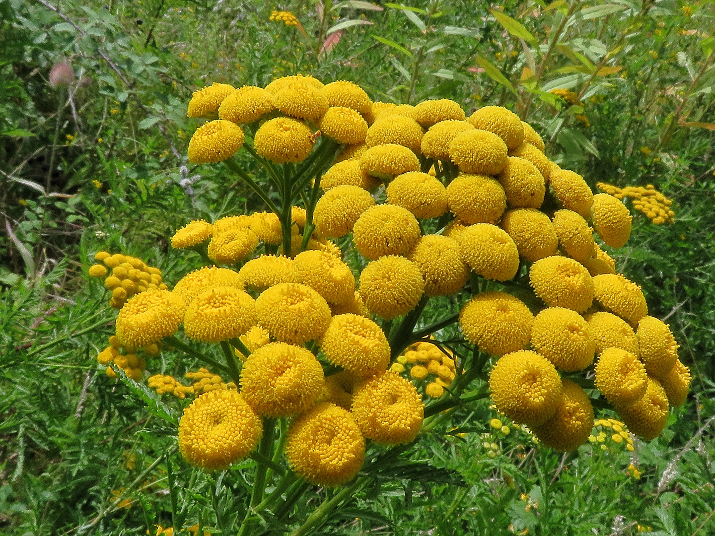 les fleurs jaunes !