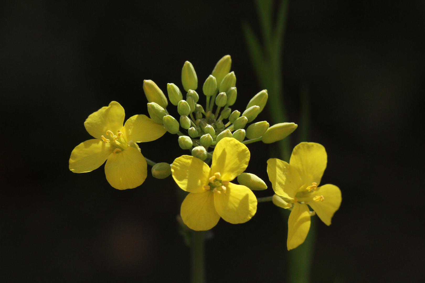 les fleurs jaunes !