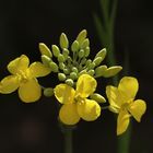 les fleurs jaunes !