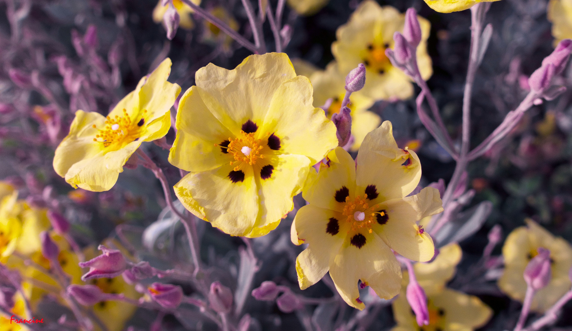 Les fleurs, parce qu'elles effacent tous les maux ...