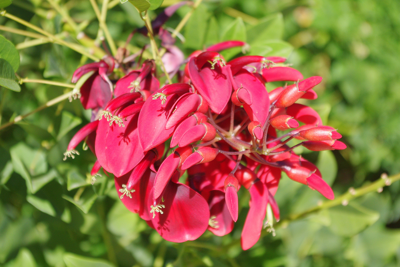 Les fleurs rouges ...