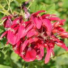 Les fleurs rouges ...