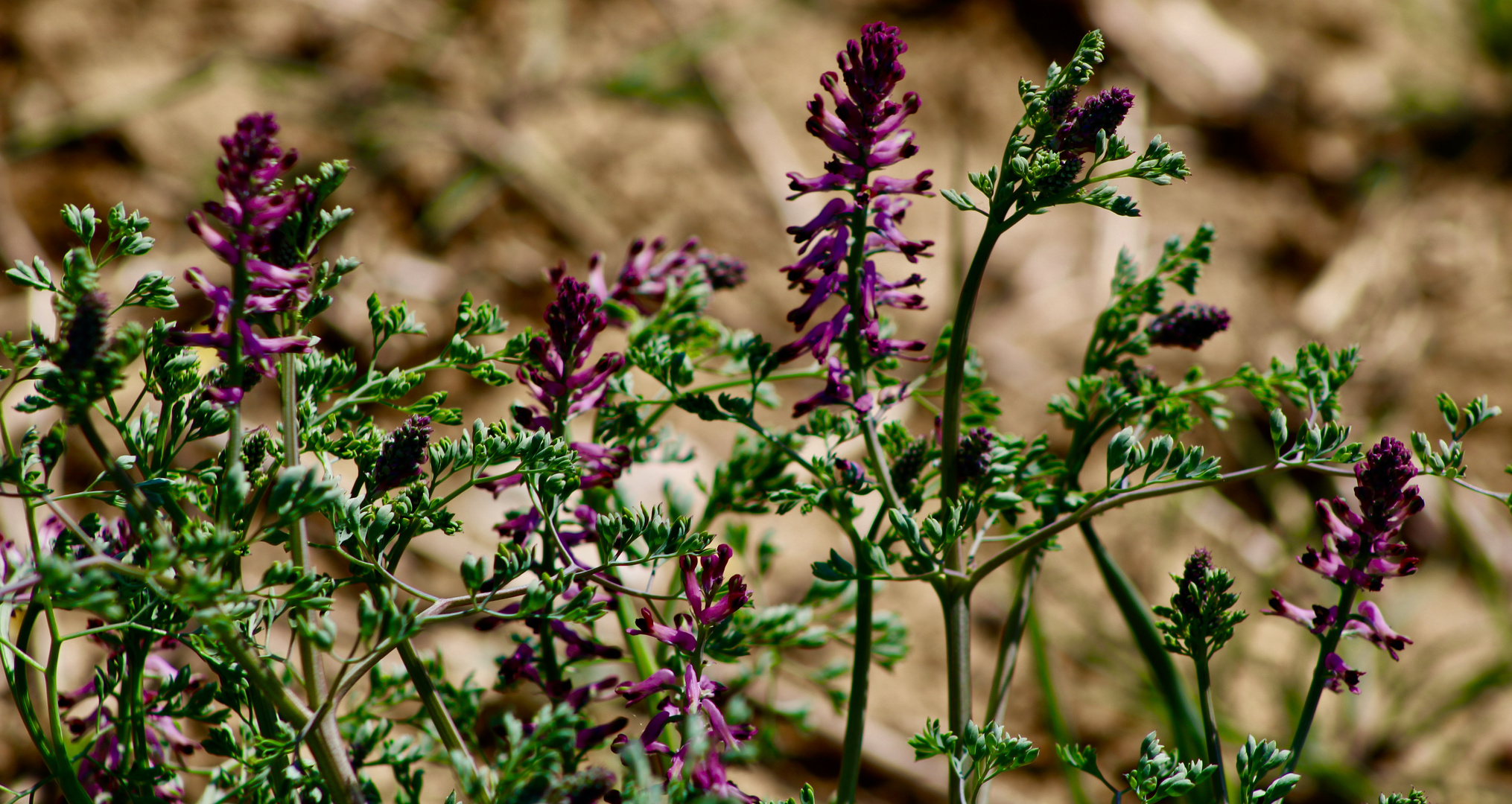 ...les fleurs - sauvage !!!...