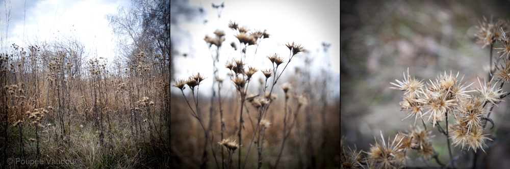 les fleurs sauvages