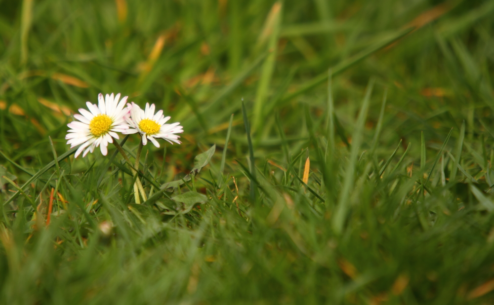 les fleurs simple 2